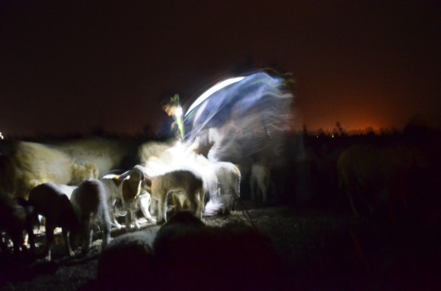 Matching returning ewes mothers and kids in the shine of torches