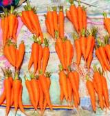 PNG carrots