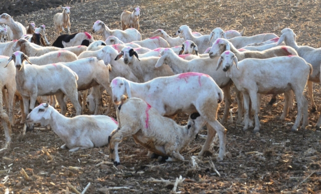 The  Yellaga hair sheep, a breed first mentioned by John Shortt in his "Manual of Indian Cattle and Sheep" in 1889, but not officially registered as a breed.